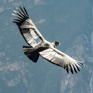 A condor soaring over the Andes