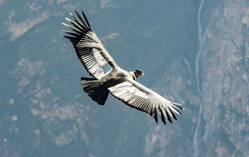 An Andean condor spreads its wings over the Andes in Peru