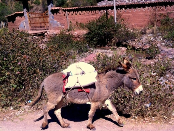 A burro transports sacks of salt from Salineras de Maras