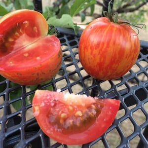 Coarse finishing salt sprinkled on an heirloom tomato