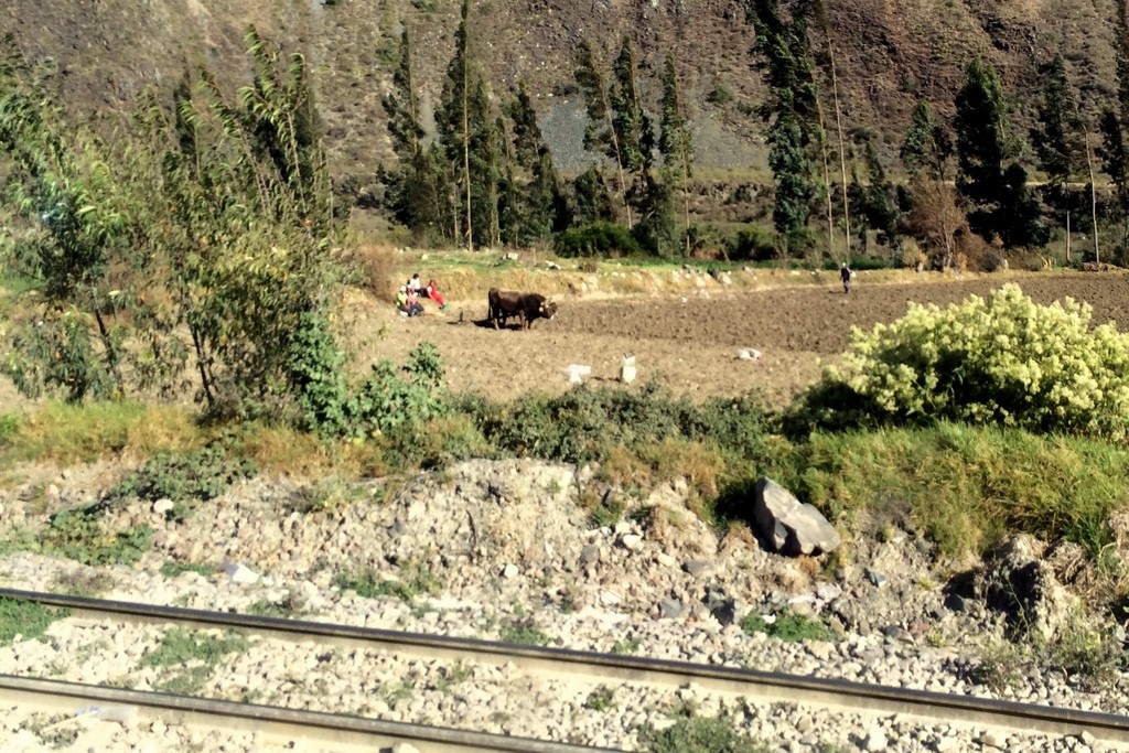 bulls plowing a field in the Sacred Valley, Peru