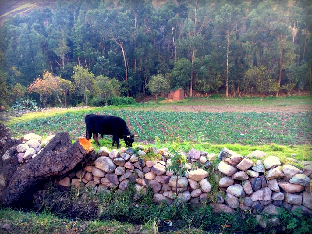 One bull-power farm implement near Chichubamba