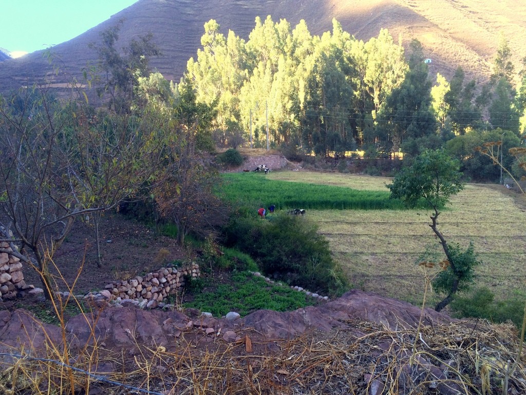 Harvesting a field by hand near Chicon