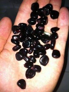 purple corn kernels used to make chicha morada