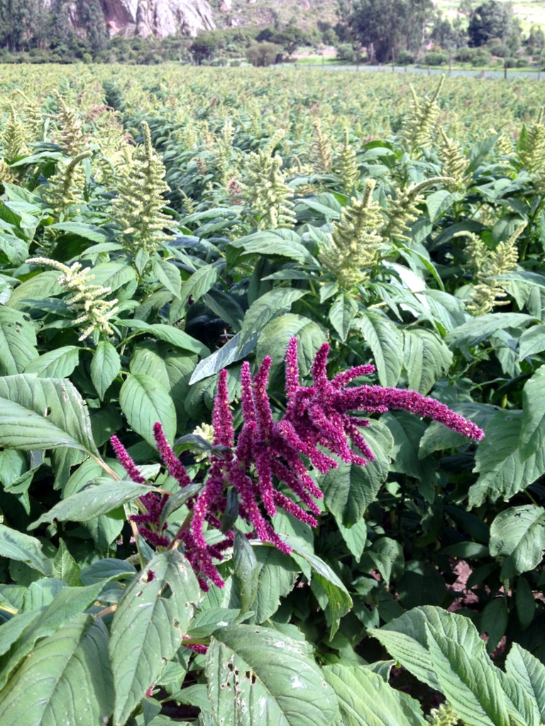 Field of Quinoa