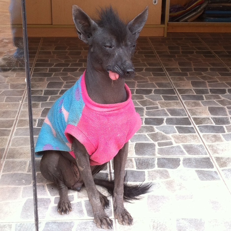 Peruvian hairless dog