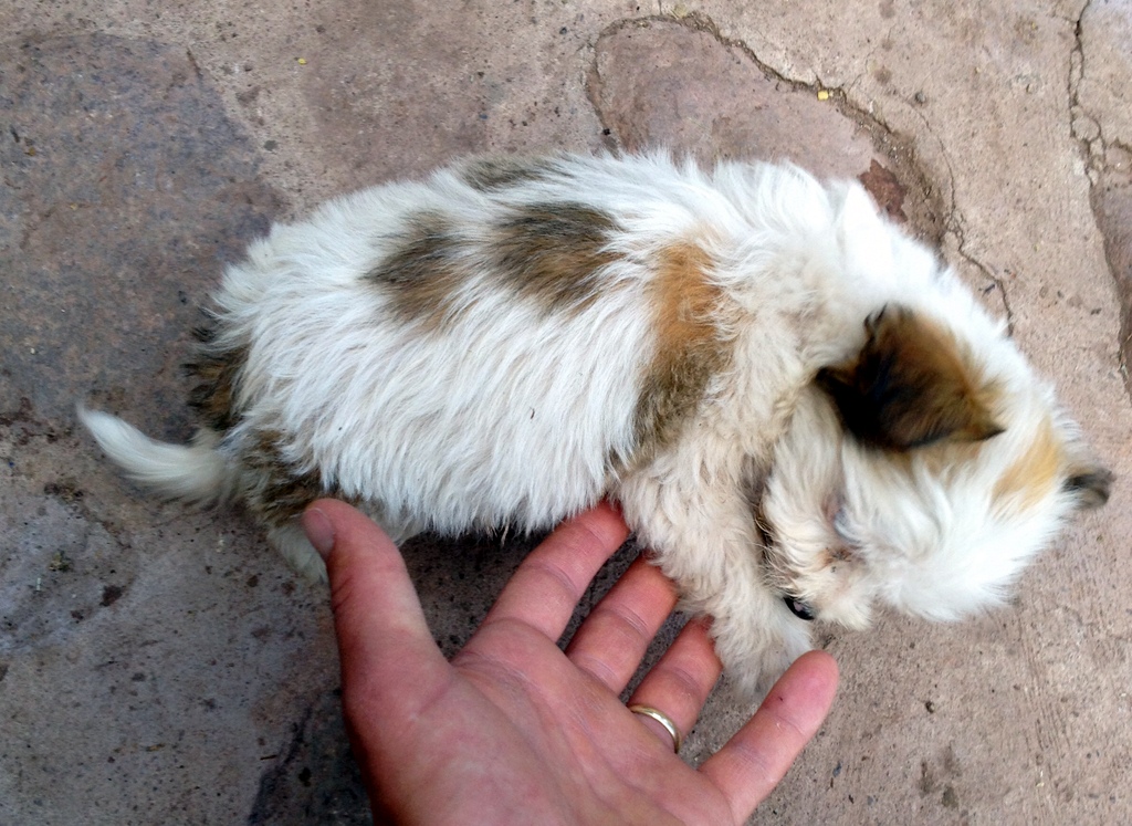 brown and white puppy with a large barrel chest from breathing at high altitude