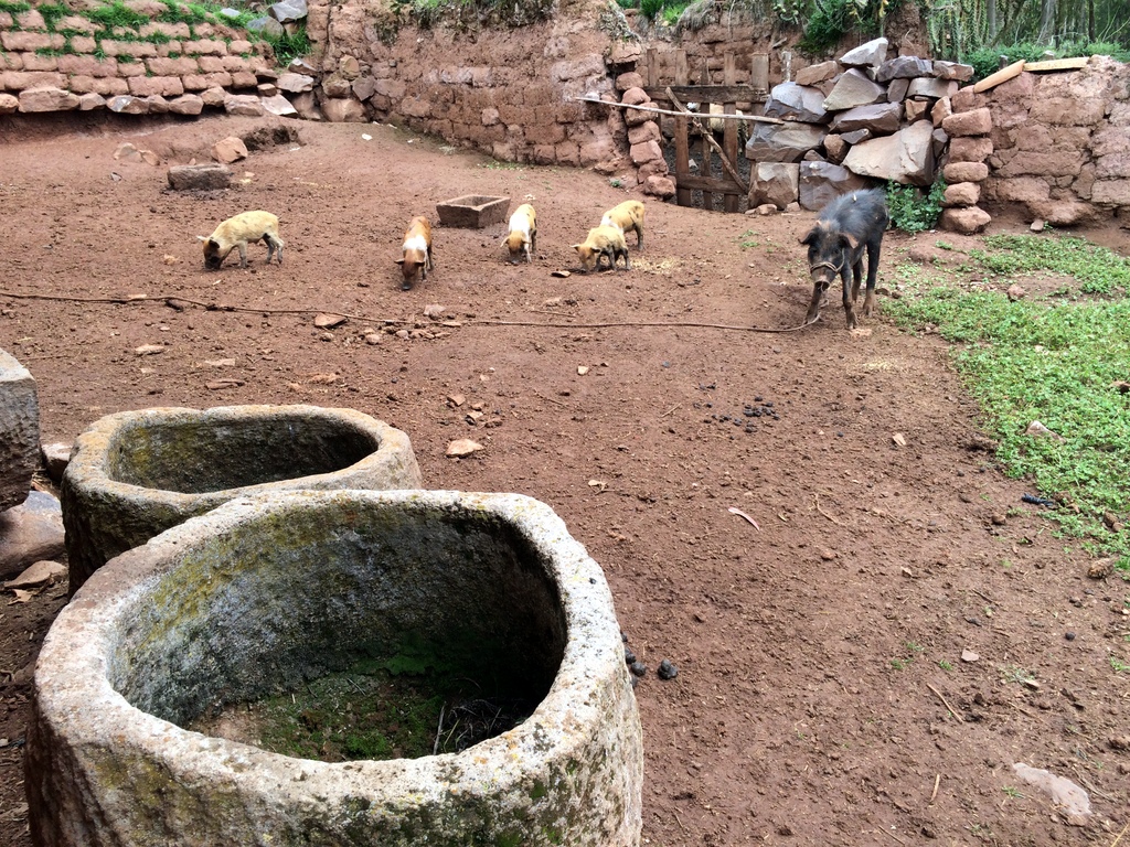 hand hewn feeding troughs with a sow and her piglets in the background