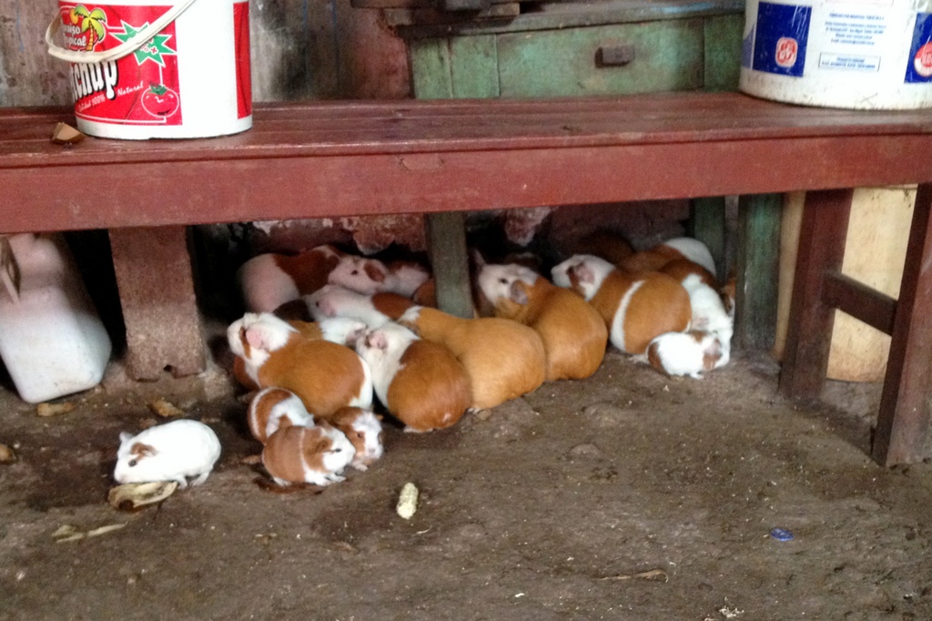 A group of about 15 guinea pigs huddle together under a bench in the corner