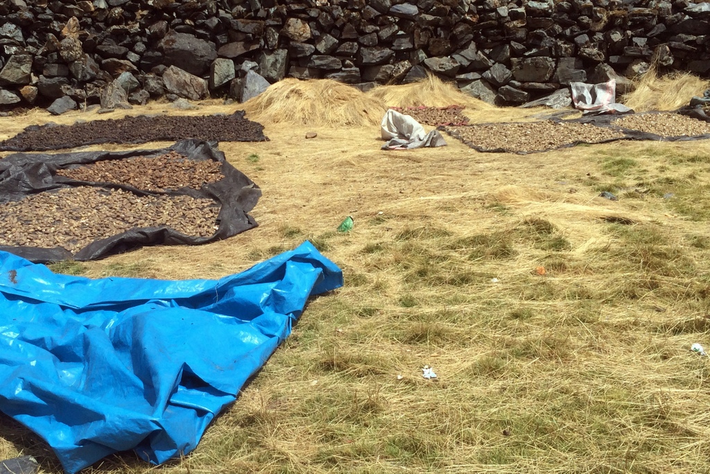 small potatoes drying in the sun on a grassy plain