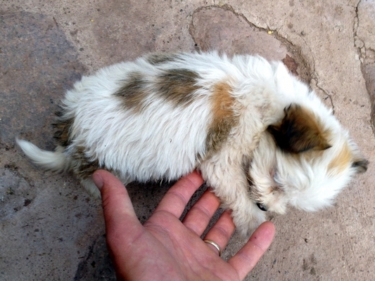 brown and white puppy with a large barrel chest from breathing at high altitude