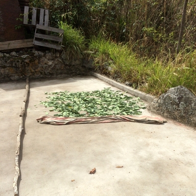 A couple hundred small green leaves drying in the sun on a little concrete patio
