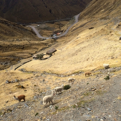 A photo of alpacas grazing a few hundred meters below the Abra Malaga