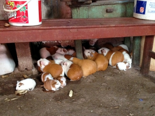 A group of about 15 guinea pigs huddle together under a bench in the corner