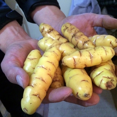 Hands filled with long bright yellow carrot shaped tubers called occa.