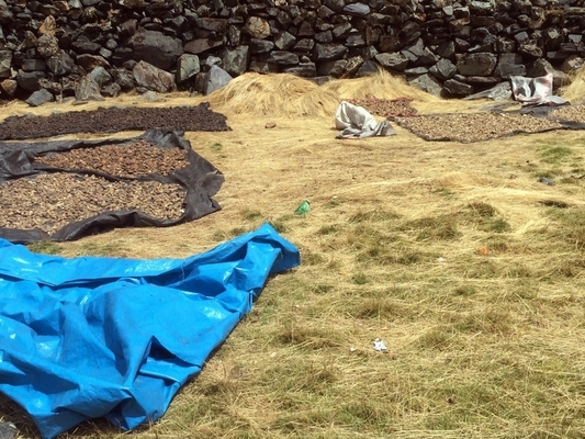 small potatoes drying in the sun on a grassy plain