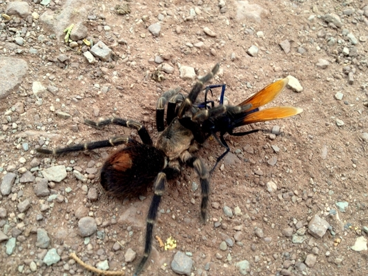 A tarantula and a large wasp appearing to be grappling with one another